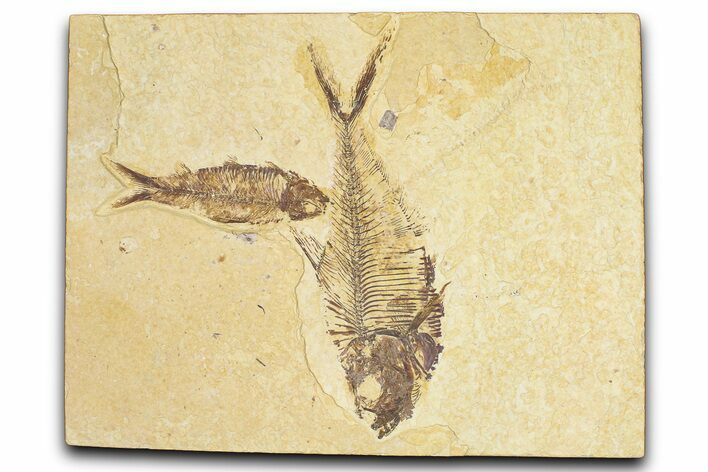 Limestone With Two Fossil Fish (Diplomystus & Knightia) - Wyoming #384490